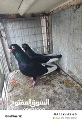  25 11 جوز مساويد، كشامره هومرات محيرات بواز مزهورات اسطنابله