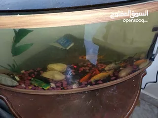  2 ثمن اسماك للبيع