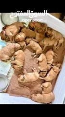  11 جولدن ريتريفر بريطاني آصلي  Golden retriever pure اعلى مستوى في الشرق الاوسط