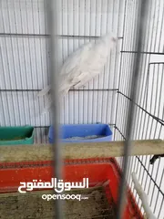  8 كوكتيل أنثى برونز فالو