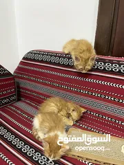  2 3 cute kittens (3-4 weeks old) for free adoption - ثلاث قطط صغار للتبني