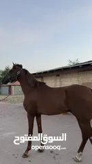  4 حصان للبيع