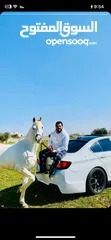  2 حصان عربي واهو مسجل الصلاه على النبي