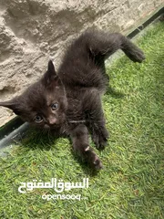  2 قط عمره شهر ونص