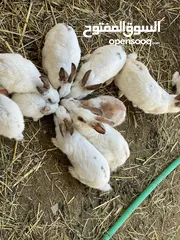  3 أرانب تربية محلية للبيع