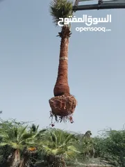  3 أشجار نخيل للبيع