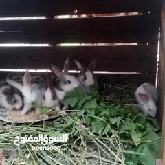  4 ارانب بلدي للبيع اقرا الوصف