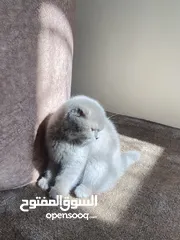  1 قطط للبيع سكوتش فولد وستريت فولد