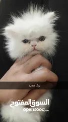  5 قطة انثي وابنها للبيع