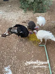  1 حبش ودجاج للبيع