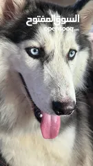  1 Husky Pure 6 months old Friendly