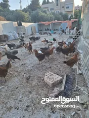  3 فراخ بلدي وبندوق براهما عمر شهرين ونص عددهم 150 تقريبا نسبه الفرخات تفوق 90%