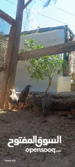  6 خمسة ذكور حجل  للبيع