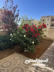  1 شقة مع حديقة شارع الاردن حي الضياء 140 متر داخلي +90 متر خارجي