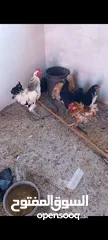  2 جاجات للبيع