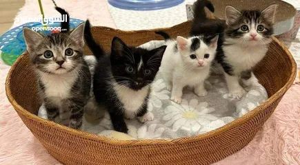  17 lovely adorable kittens Available