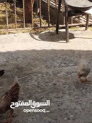  15 دجاج للبيع