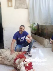  1 الحواري لذبح الاضياحي والعقائق في المنزل ذبح وسلخ وتقطيع بسعر مناسب للجميع