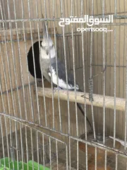  2 فحل كوكتيل وايت فيس