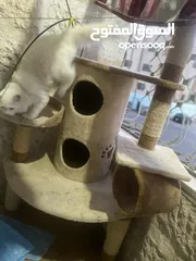  1 قطه مع بيت تفصيل