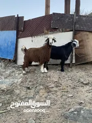  3 جدايا للبيع التواصل واتس اب