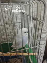  1 طير حب بادجي اوبلاين للبيع مع القفص