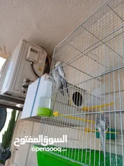  29 ببغاء كوكتيل ذكر وانثى مع قفص