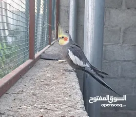  1 ذكر كوكتيل محلي