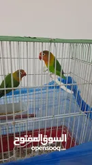  2 جوز طيور فيشر جاهزين بيع مستعجل