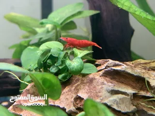  10 Red cherry shrimp