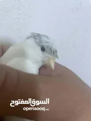  4 طيرة بندوقة جلوستر شوف الوصف