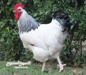  1 صيصان ساسكس  انجليزي  البزره الاصليه