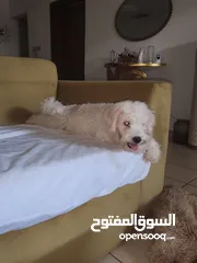  5 بيور بودل للبيع  pure poodle for sale