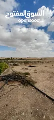  5 ارض زراعي في منطقة ضبعه في الأردن 65 دونم للبيع