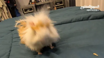  7 ارنب هندي . ارانب هندية . guinea pig ....