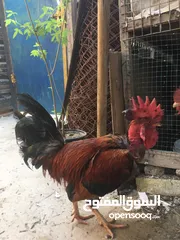  2 دجاجه وديج للبيع