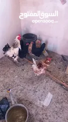  3 جاجات للبيع