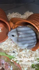  17 Baby Hamster female one month,7days