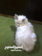  4 ذكر وانثى و5 قطط صغار