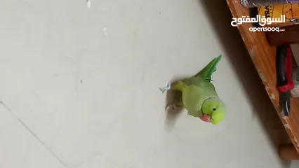  3 Green parrot