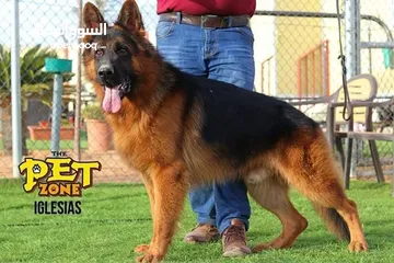  22 درّب كلبك الآن ...اكبر مركز لتدريب الكلاب