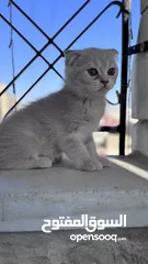  2 قطط سكوتش فولد مكس للبيع بسعر رمزي