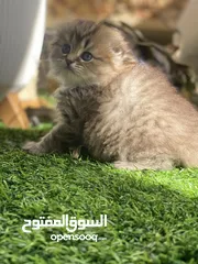  1 قطط تبني بسعر رمزي
