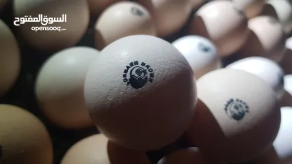  14 صوص لوهمان براون الالماني Lohman Brown  السلالة الاصلية