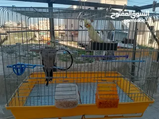  1 بيع ببغاء كوكتيل مع القفص ذاكر و انثه 50دينا قبل التفاوض