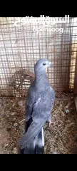 3 فراخ حمام بواقي للبيع
