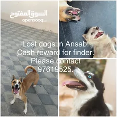  1 3 Lost dogs