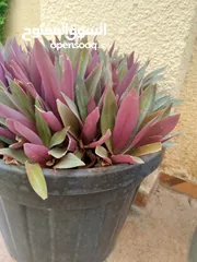  3 نباتات الزينه بحجم كبير وتربه ممتاز جدا وصحه ممتاز  لا تحتاج كثير من المياه