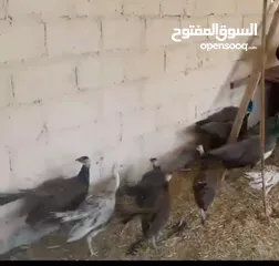  1 للبيع زوج طاؤوس أو البدل