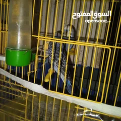  1 طيور الحب البادجي ذكر وانثى شقالين